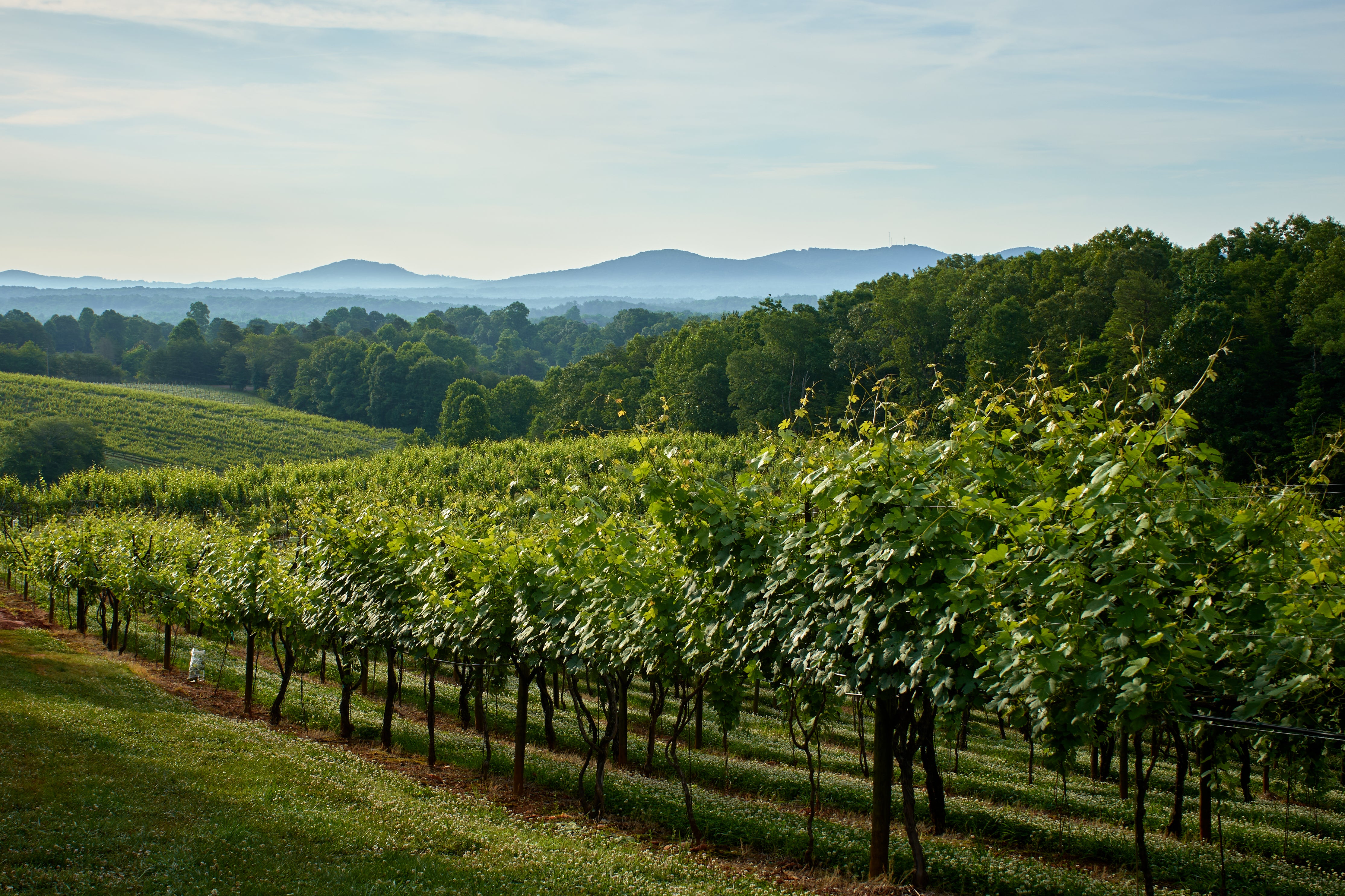 Frogtown Cellars